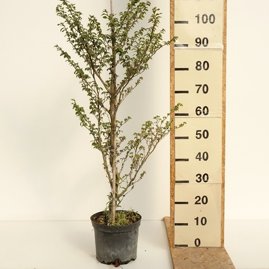 Hêtre commun 'mercedes'