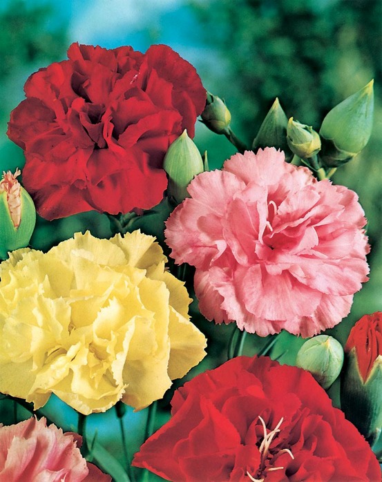 Oeillet enfant de nice - 0.8 g