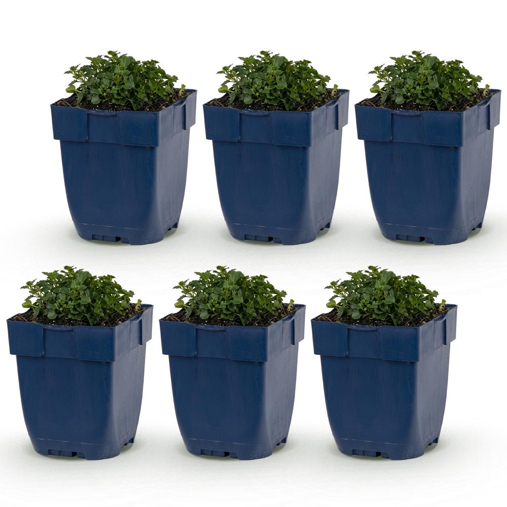Campanule - lot de 6 - pot 11 cm - hauteur 25 cm