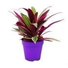 Tradescantia purple flame - trois master flower avec des feuilles violettes - pot de 12cm