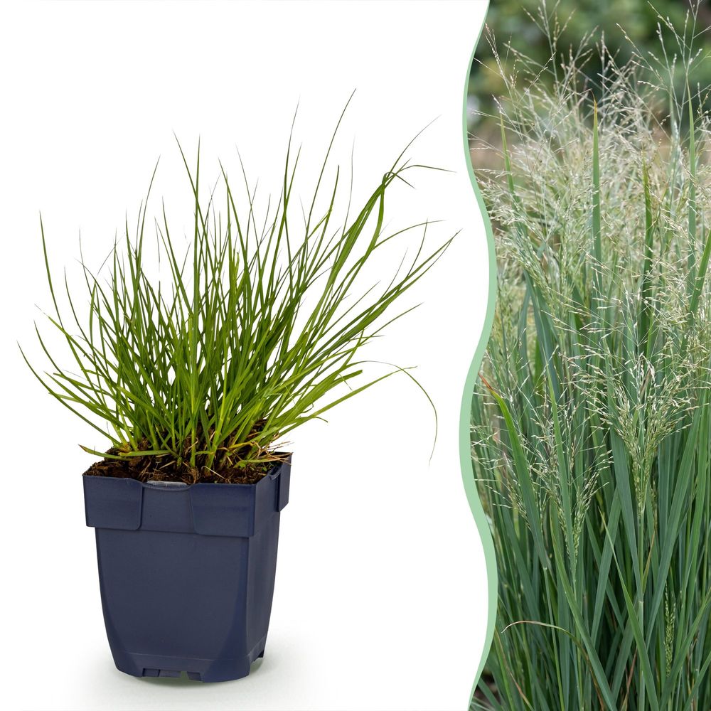 Panic érigé 'northwind' - pot 11 cm - hauteur 25 cm