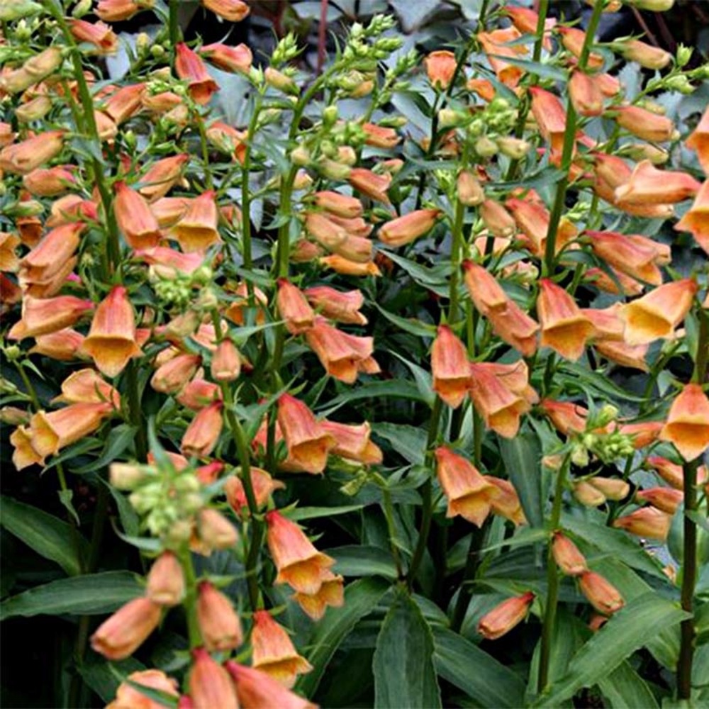 Digitale 'goldcrest waldigone' pot de 1,5l/2l