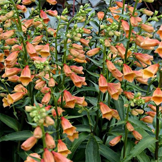 Digitale 'goldcrest waldigone' pot de 1,5l/2l