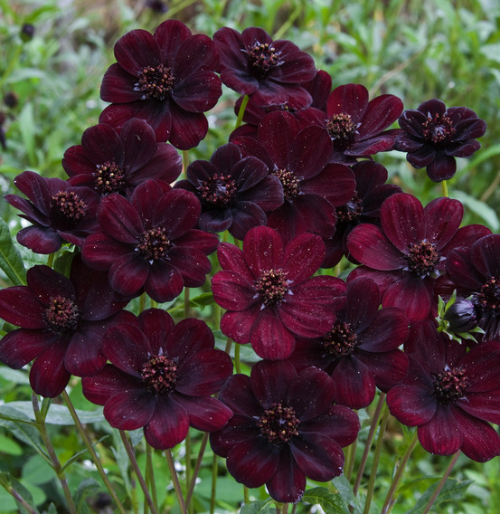 Cosmos chocolat - 1 bulbe