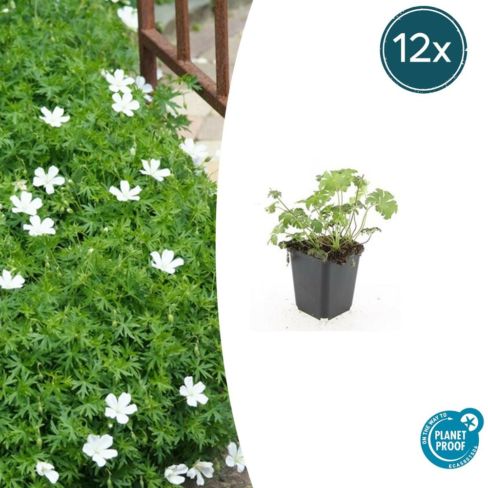 Géranium sanguin 'album' x12 – entre 0,75 et 1m2