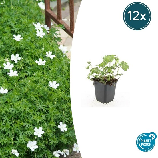 Géranium sanguin 'album' x12 – entre 0,75 et 1m2
