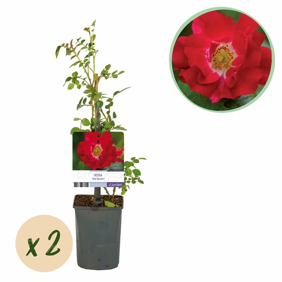 Rosier rosa red queen – lot de 2 – pot 11 cm – hauteur 40 cm
