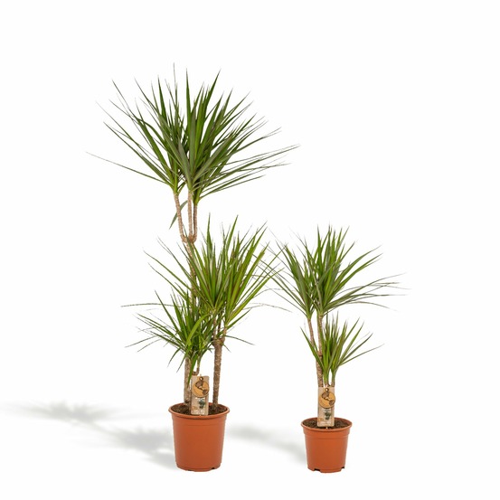 Plante d'intérieur - dracaena duo de plantes h120cm 120cm - plante d'intérieur 120cm