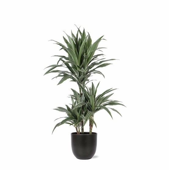 Dracaena warneckii et son pot noir - hauteur 65cm