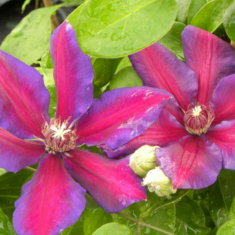 Clématite mrs n. Thompson pot de 3l - echelle bambou 60/120 cm