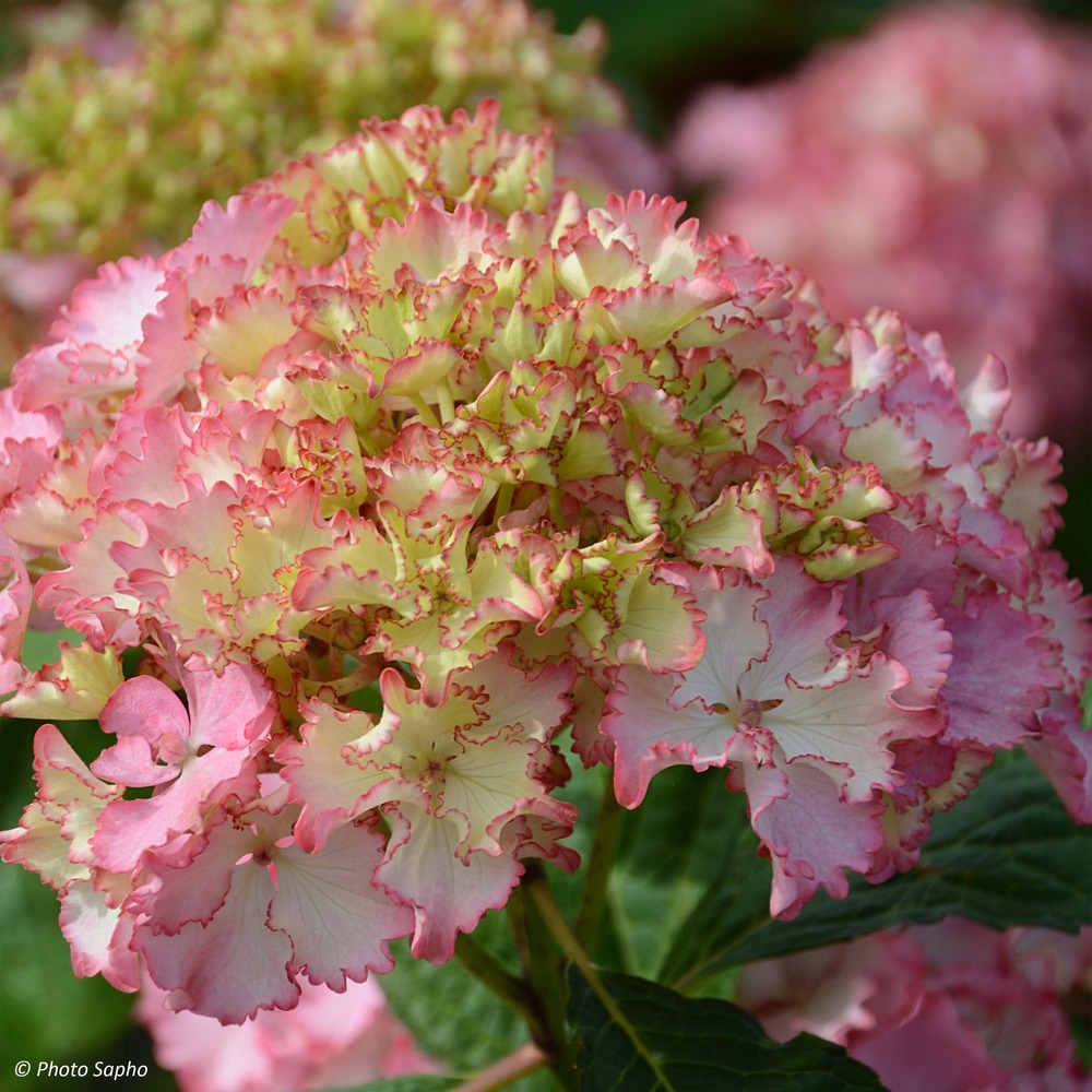 Hortensia 'so long sunny' pot de 2l/3l