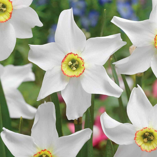 10 narcisses recurvus - le sachet de 10 bulbes / circonférence 12-14cm