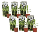 Musa basjoo - set de 6 - plante bananier - jardin - pot 9cm - hauteur 25-40cm