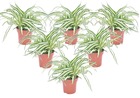 Chlorophytum comosum 'atlantique' - set de 6 - ⌀ 12cm - hauteur 25-40cm