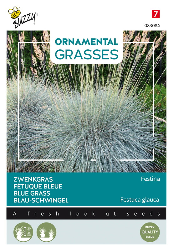 Buzzy ornamental grasses, fétuque bleue 'festina' - ca. 10 graines (livraison gratuite)