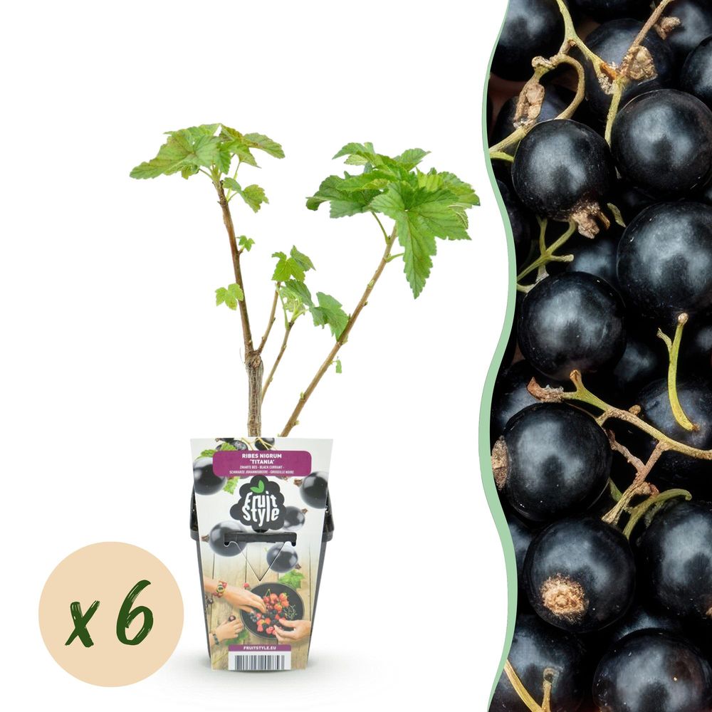 Cassissier 'titania' - lot de 6 - pot 9 cm - hauteur 35 cm