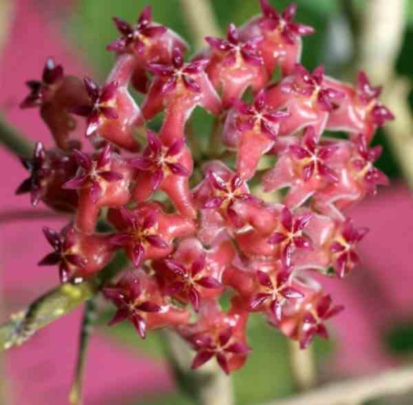 Hoya nathalie (fleur de porcelaine, fleur de cire)   rouge - taille pot de 2 litres - 20/40 cm