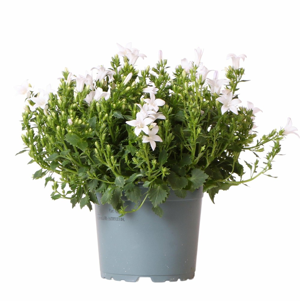 Campanule (campanula) 'addenda'