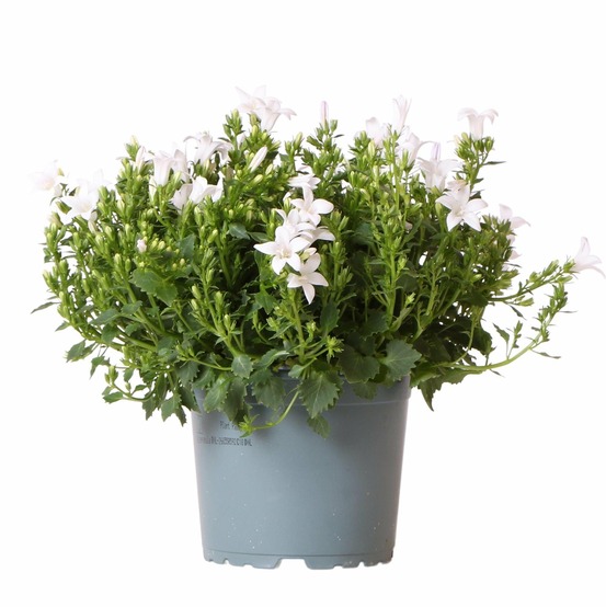 Campanule (campanula) 'addenda'