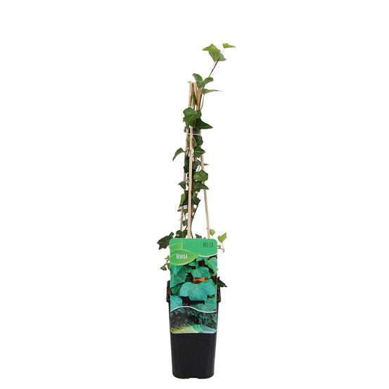 Hedera helix - lierre à petites feuilles - persistant - pot 15cm - 70-80cm de haut