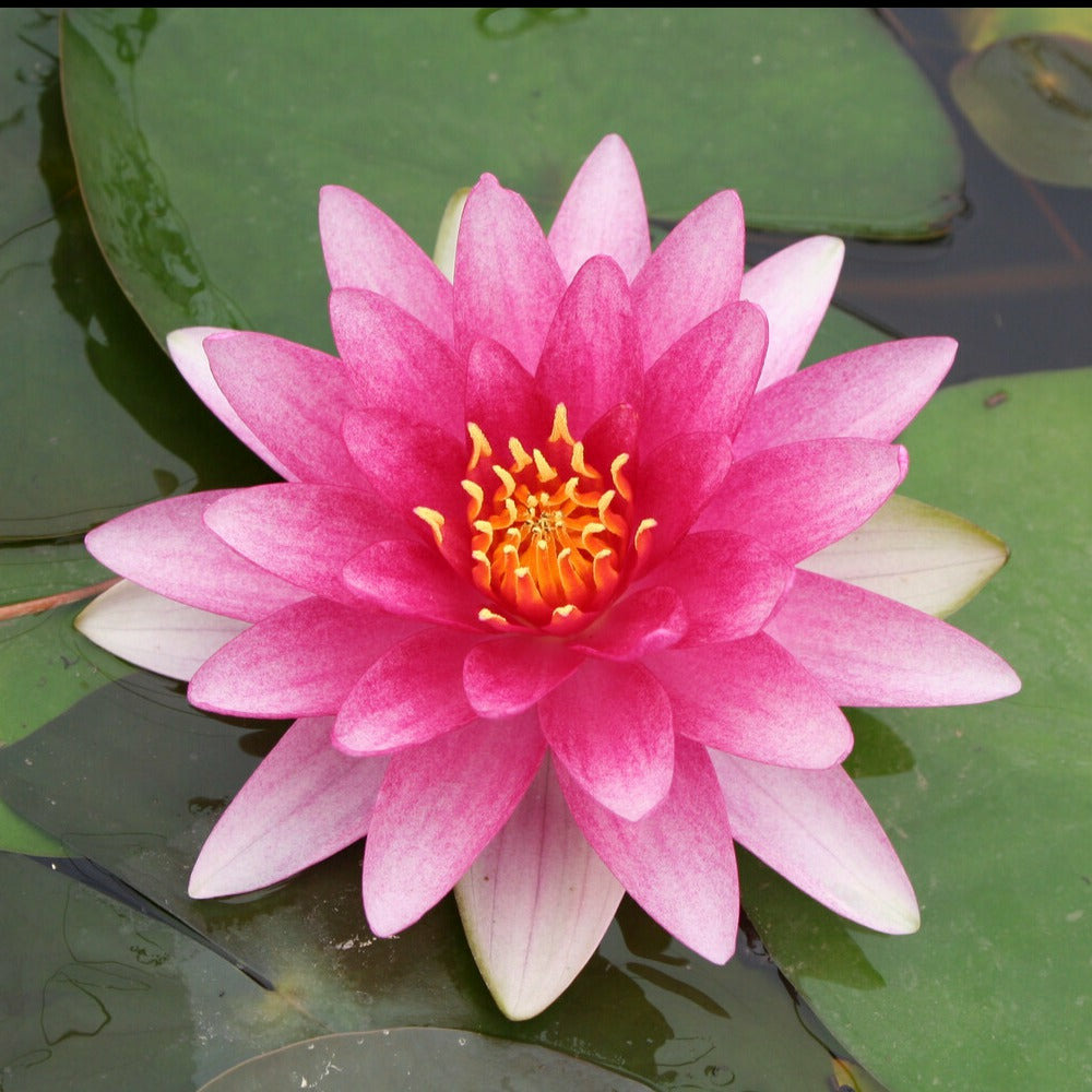 Nénuphar charles de meurville - le pot / ø 9cm