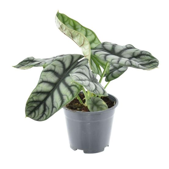 Alocasia nebula argent compacta - h30 cm - ø14 cm