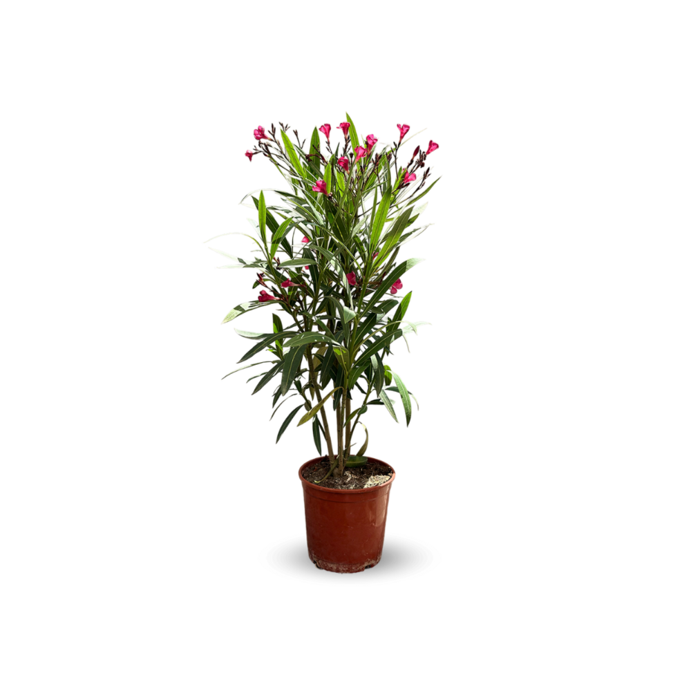 Laurier rose - nerium oleander - ↕ 50-60 cm - ⌀ 22 cm - plante d'extérieur - fleur rouge