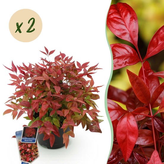 Nandina blush pink – lot de 2 – pot 17 cm – hauteur 40 cm
