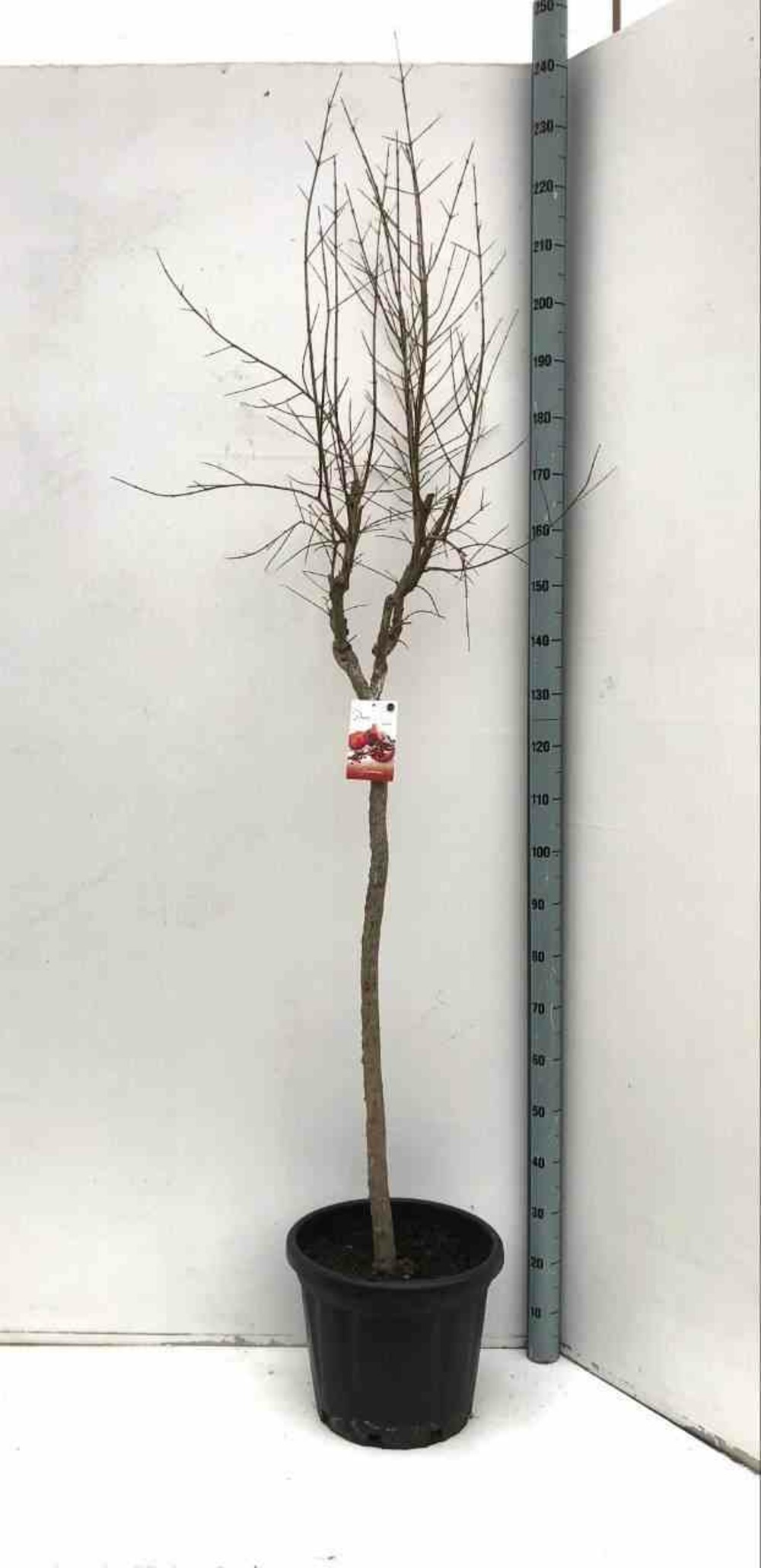 Punica granatum var.fina tendral (grenadier rustique et productif, gros fruit) pot de 10 litres ? 140/160 cm