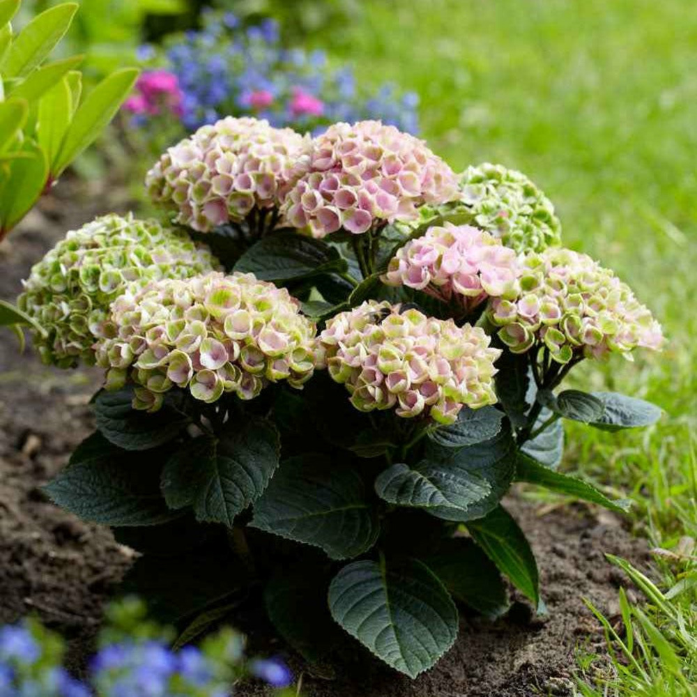 Hortensia revolution pink - le pot / ø 14cm / hauteur livrée 20-25cm
