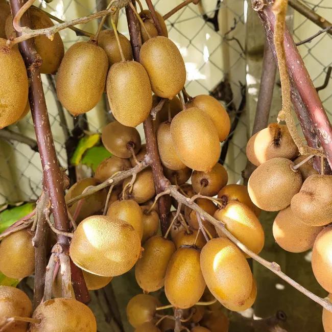 Kiwi jaune femelle 'dolce'® - actinidia deliciosa 3l