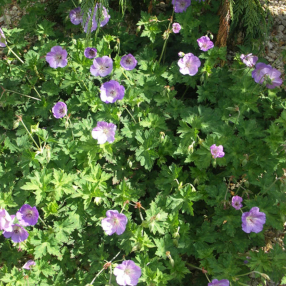 Géranium vivace azure rush lot de 5 godets