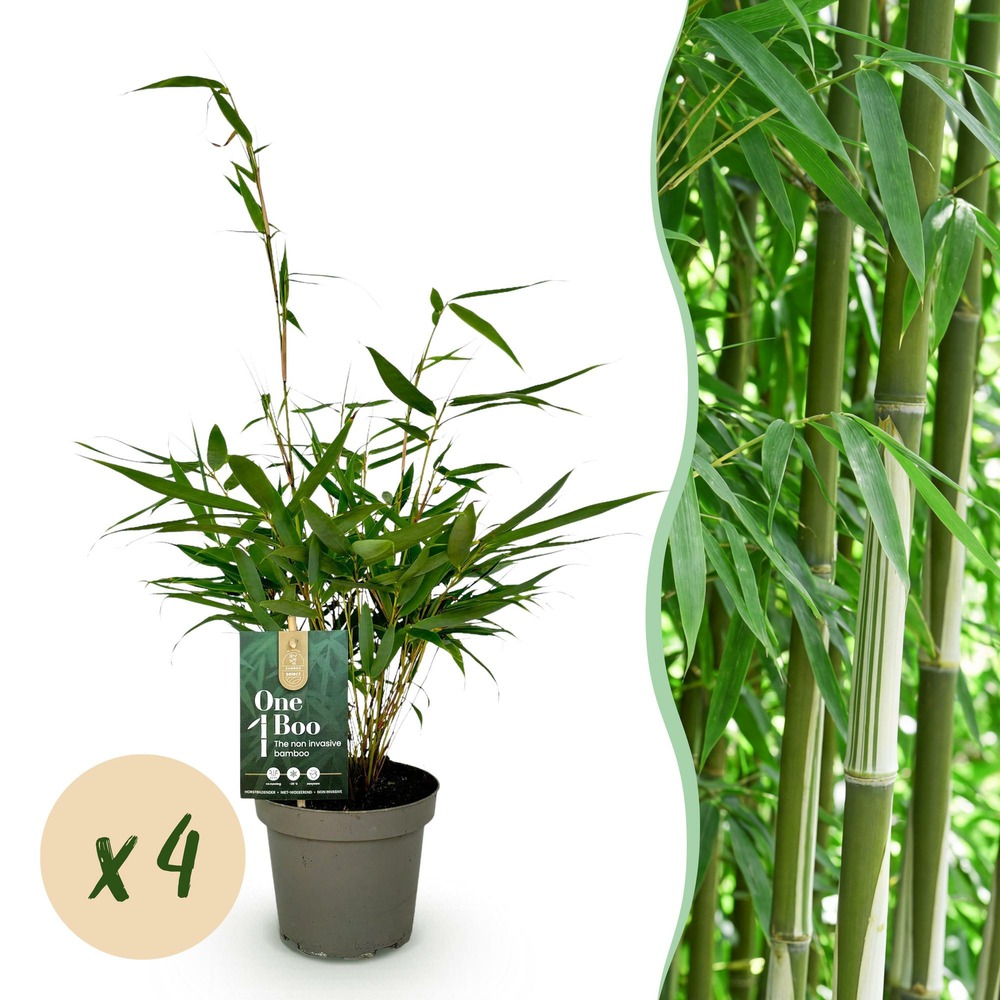 Bambou fargesia pingwu - lot de 4 - pot 14 cm - hauteur 35 cm