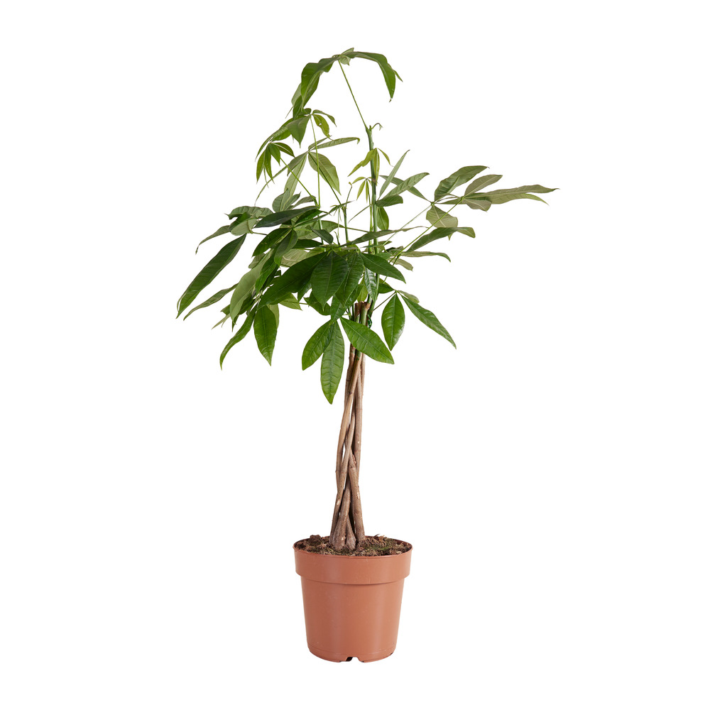 Pachira aquatica - arbre à argent - purificateur d’air - 80-90 cm - pot 21 cm