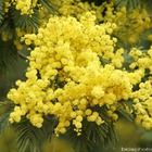 Acacia dealbata jaune:pot 7l