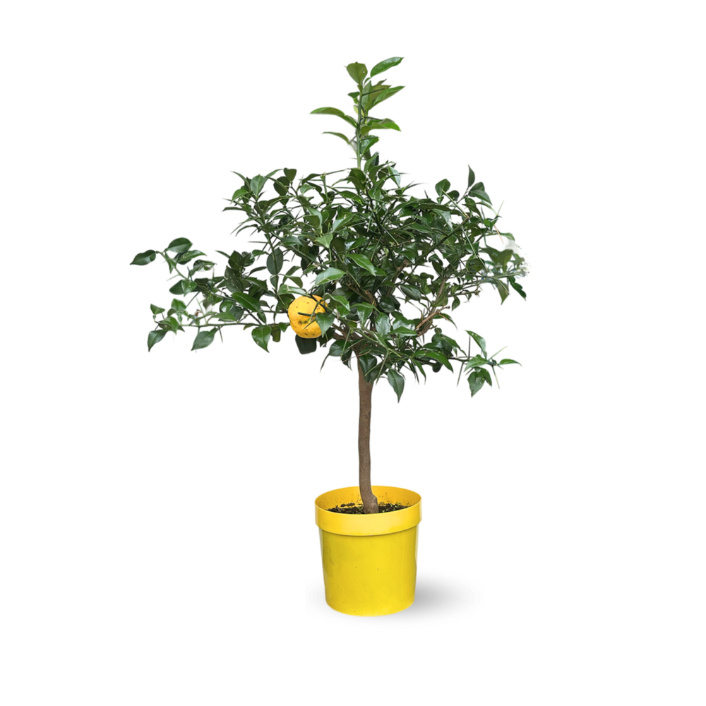 Citronnier yuzu - agrume méditerranéen - arbre fruitier - ↕ 75-85 cm - ⌀ 22 cm