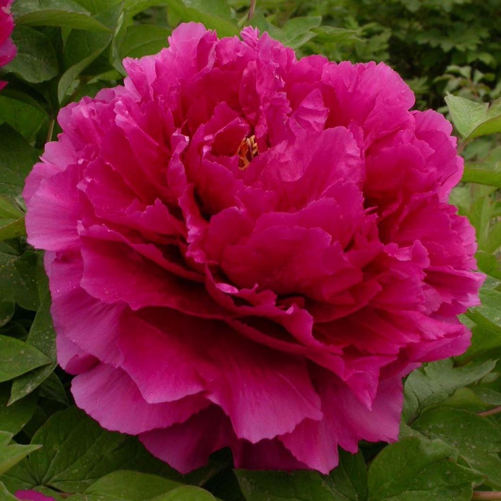 Pivoine arbustive 'wu long peng sheng' pot de 3l/4l