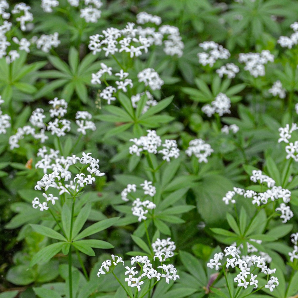 Aspérule odorante - petit muguet - le pot / ø 9cm, vendu par lot de 4