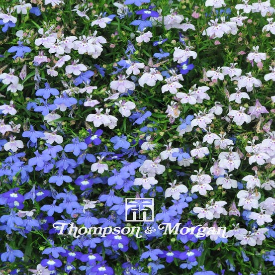 Lobélie 'string of pearls' le sachet de 10200 graines environ (0,4g)