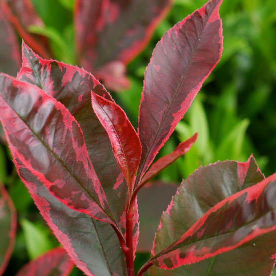 Photinia louise® 'mclarlou' pot de 7,5l - 80/100 cm