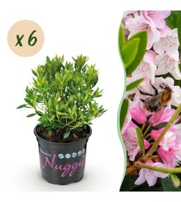 Lot de 6 - rhododendron nain - rhododendron bloombux rose clair - h25 cm