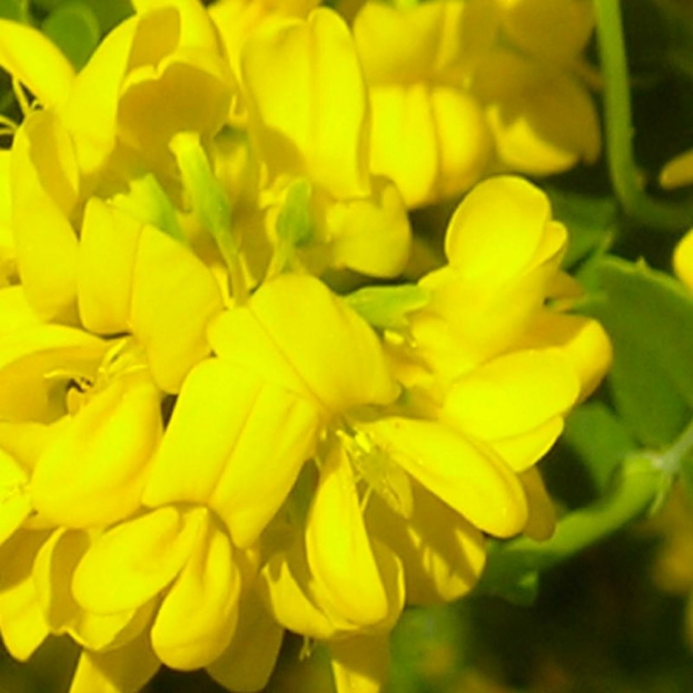 CORONILLE GLAUQUE GF H20A40-(766551)