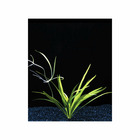 Plante aquatique : Echinodorus Latifolius en pot