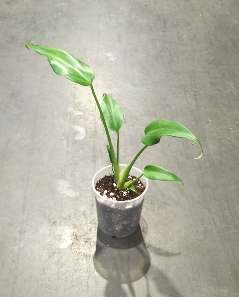 Monstera burle marx flame d. 9cm h. 15cm - plante d'intérieur