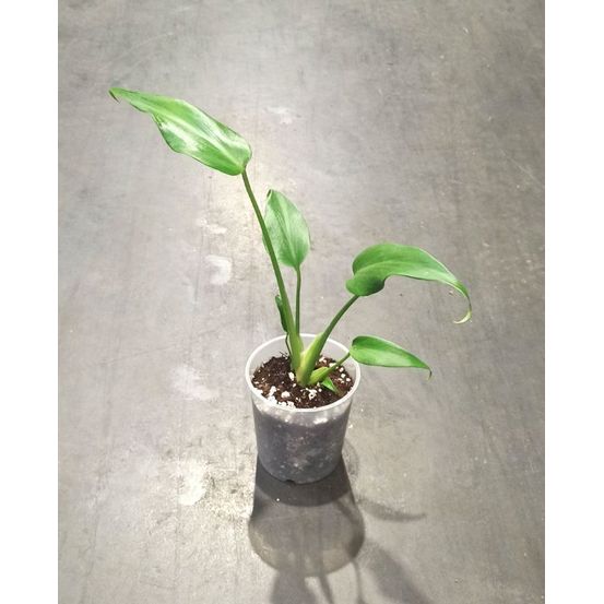 Monstera burle marx flame d. 9cm h. 15cm - plante d'intérieur