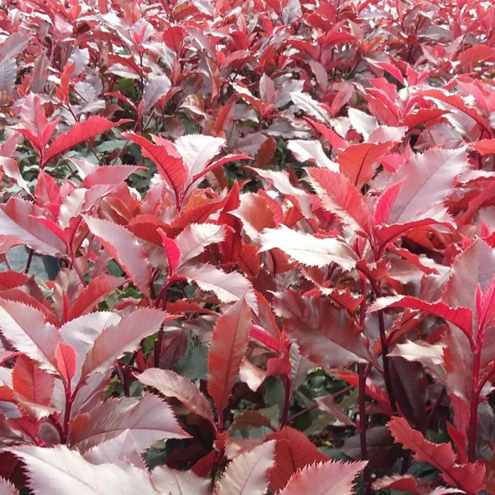 Photinia magical volcano® 'kolmavoca' pot de 3l - 20/40 cm