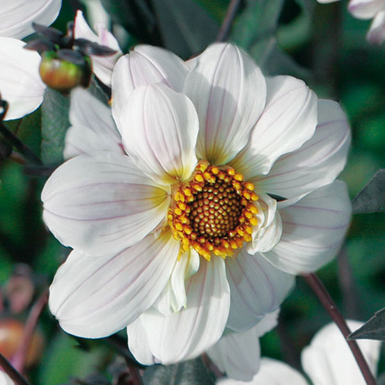Dahlia gpe fleurs simples 'bishop of dover' bulbe calibre i