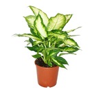 Dieffenbachia - plantes d'intérieur - plante en pot pour débutants 17cm pot
