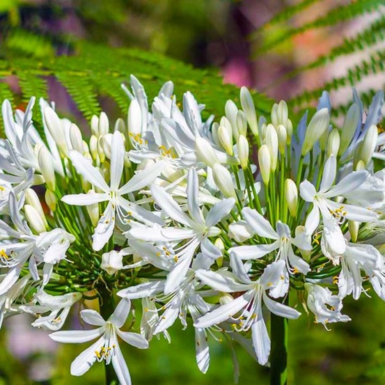 2 Agapanthes d'Afrique Blanche (Agapanthus…