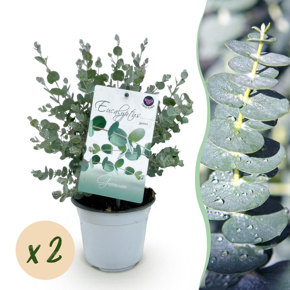 Eucalyptus - lot de 2 - pot 14 cm - hauteur 30 cm - plante d'extérieur